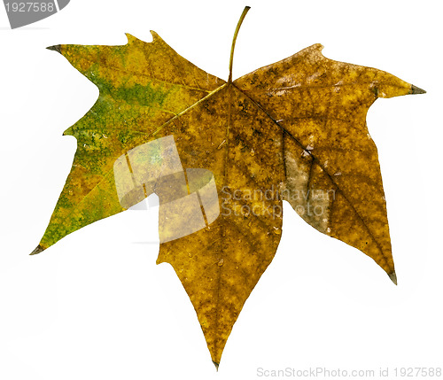 Image of autumn leaf large