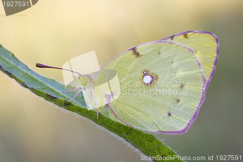 Image of Butterfly, lemon
