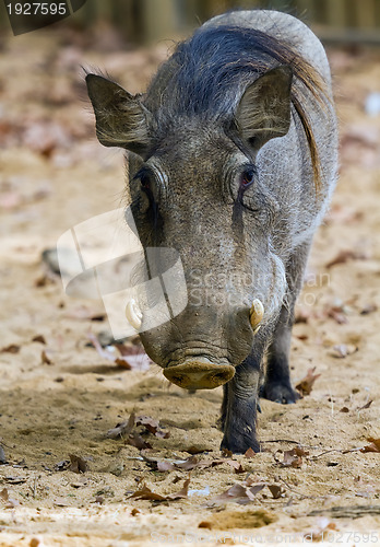 Image of Warthog or Common Warthog, Phacochoerus africanus