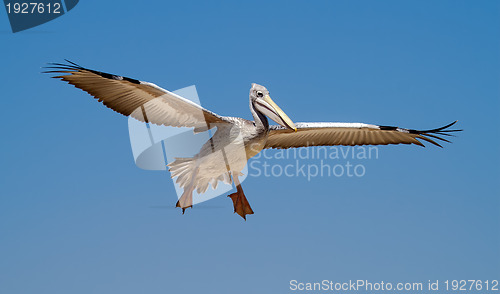 Image of Pelican in the sky