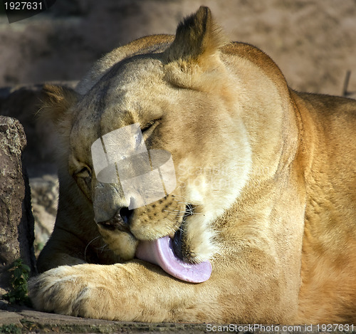 Image of lioness licking