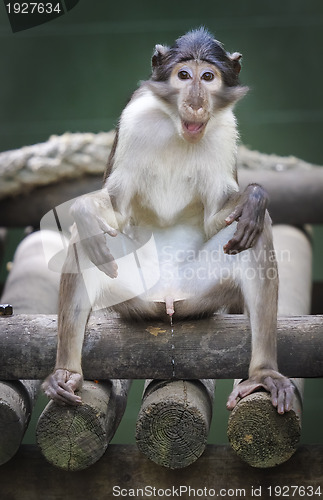 Image of Mangabey gray  Monkey, white collared, Cercocebus Torquatus.