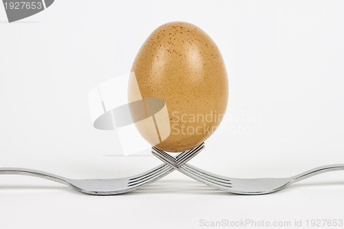 Image of fresh egg