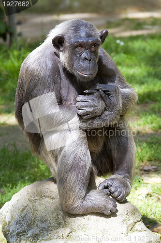 Image of Closeup of chimpanzee (Pan troglodytes) 