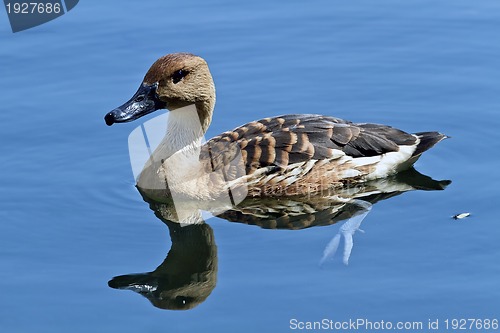 Image of wild duck in the lake