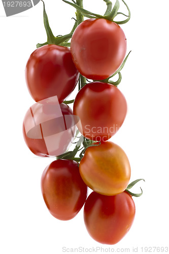 Image of Branch of cherry tomatoes