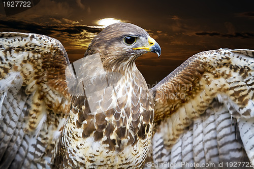 Image of Common Buzzard. Buteo buteo