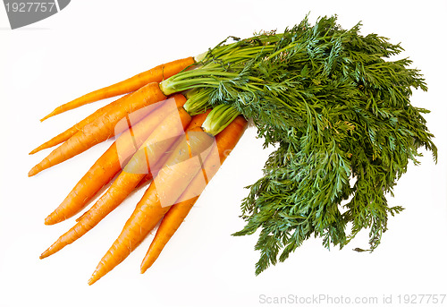 Image of fresh carrots 