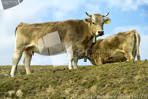 Image of Cows on a pasture