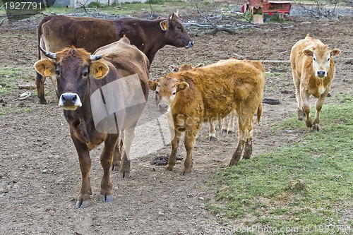 Image of Cows in the field