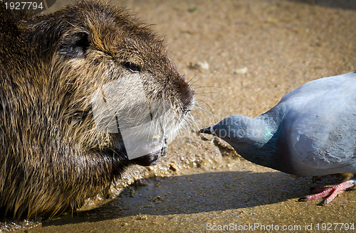 Image of The rat and pigeon curious