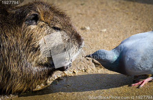 Image of The rat and pigeon curious