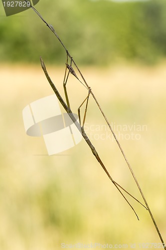 Image of Walking stick, Diapheromera femorata, Phasmatodea