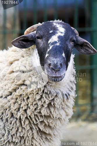 Image of sheep farm