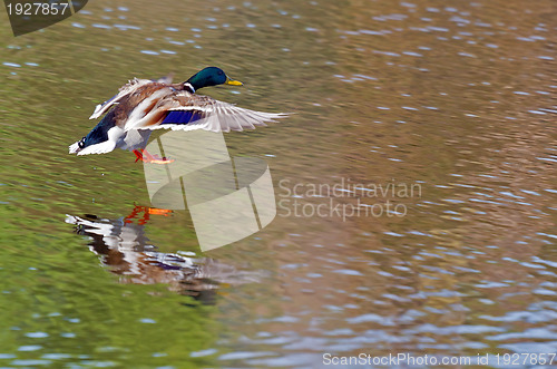Image of duck landing