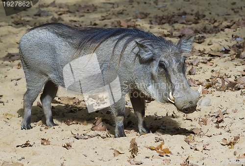 Image of Wild boar 