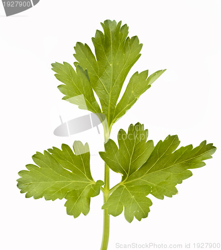 Image of leaf parsley