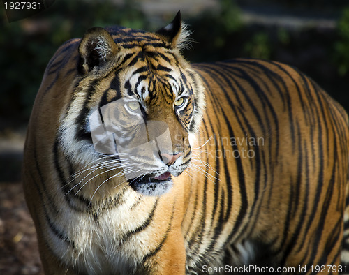 Image of Sumatran tiger panthera tigris sumatrae