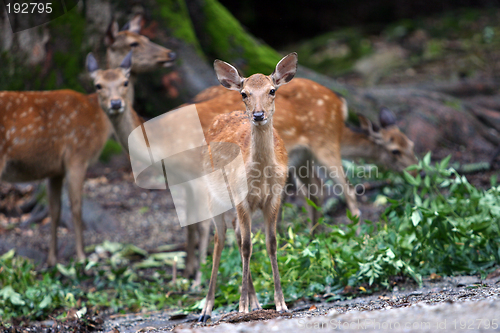 Image of Deer family