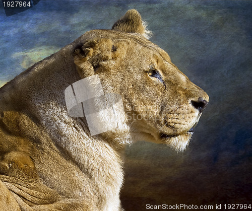 Image of Lioness