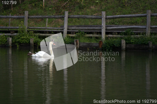 Image of The swan