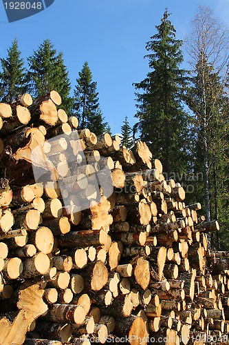 Image of Birch Timber and Spruce Trees