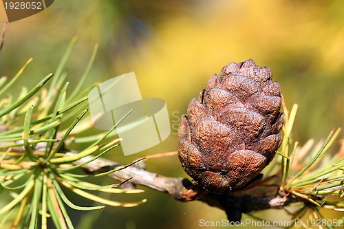 Image of Siberian Larch Cone (Larix Sibirica)