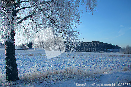 Image of Frosty Winter Landscape