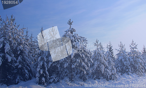 Image of Winter Trees in Blue Mist