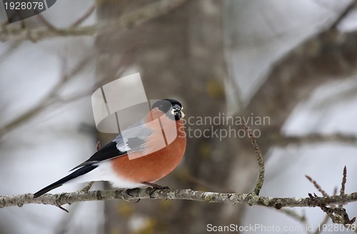 Image of male bullfinch