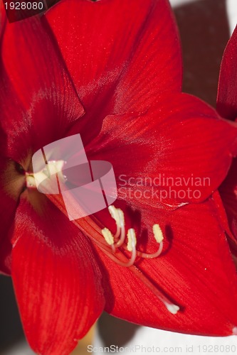 Image of amaryllis