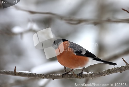 Image of male bullfinch