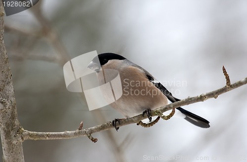 Image of female bullfinch