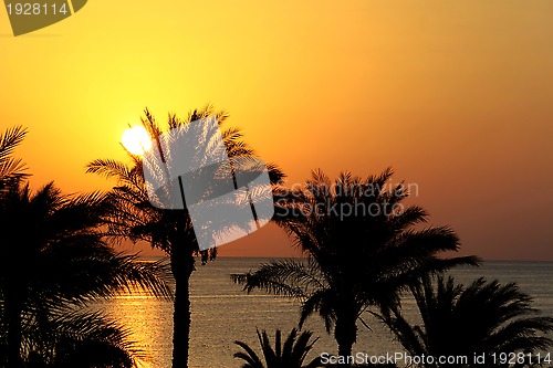 Image of Silhouettes of palm trees above the sea and rising sun