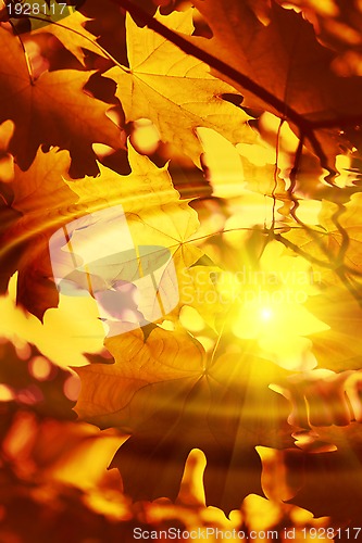 Image of Branch of bright autumn maple foliage with water ripples and sun