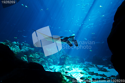 Image of Manta ray in the deep blue ocean