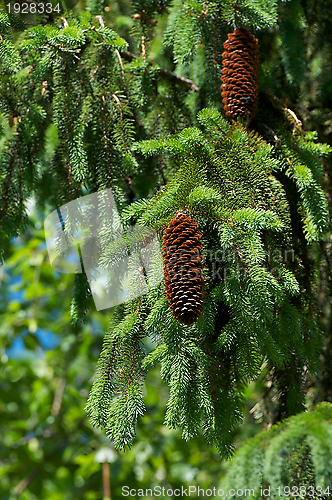 Image of Young Pine Cone