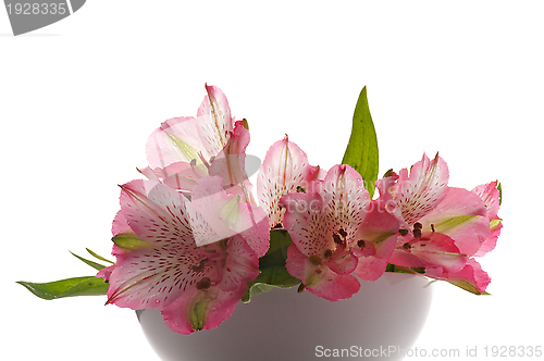 Image of Bunch of Alstroemeria