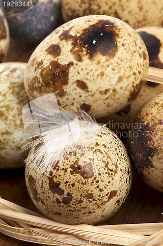 Image of Quail Eggs