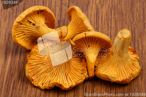 Image of Heap of  Chanterelle