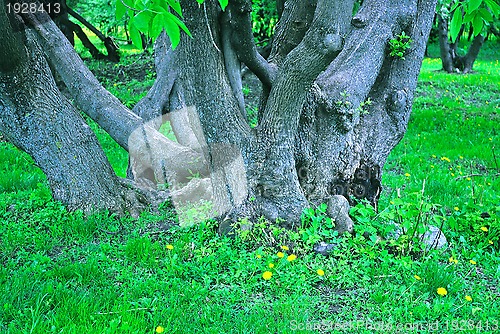 Image of In a fairy forest