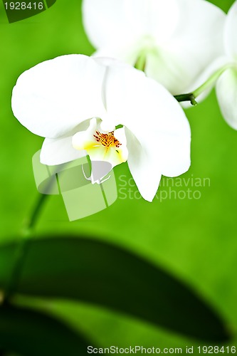 Image of branch of white orchid 