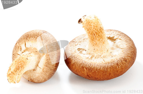 Image of Mushroom