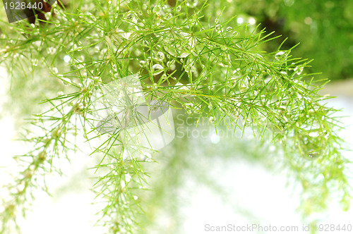 Image of Green plant