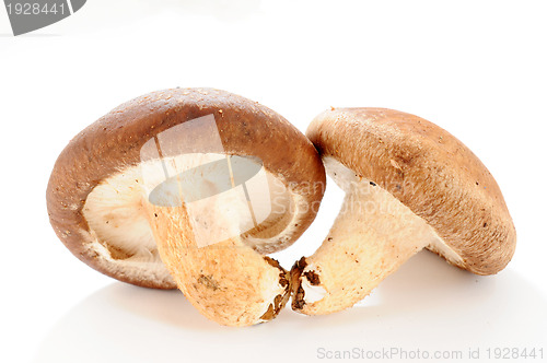 Image of Mushroom