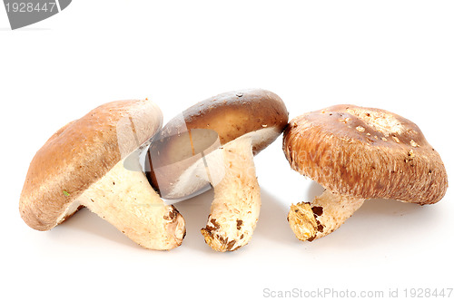 Image of Mushroom