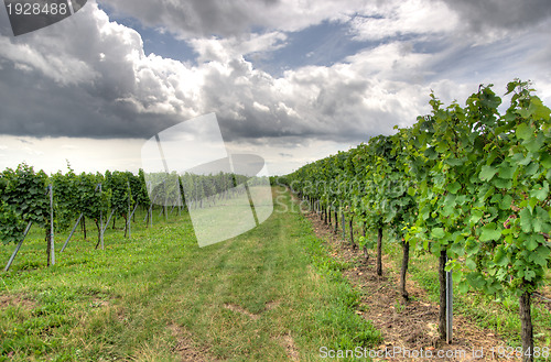 Image of Alsace landscape and vinewyard