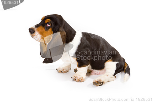 Image of Cute basset puppy