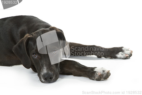 Image of Black Labrador puppy