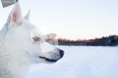 Image of Portrait of a white dog in winter in a wood